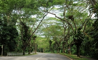 Arcadia Road