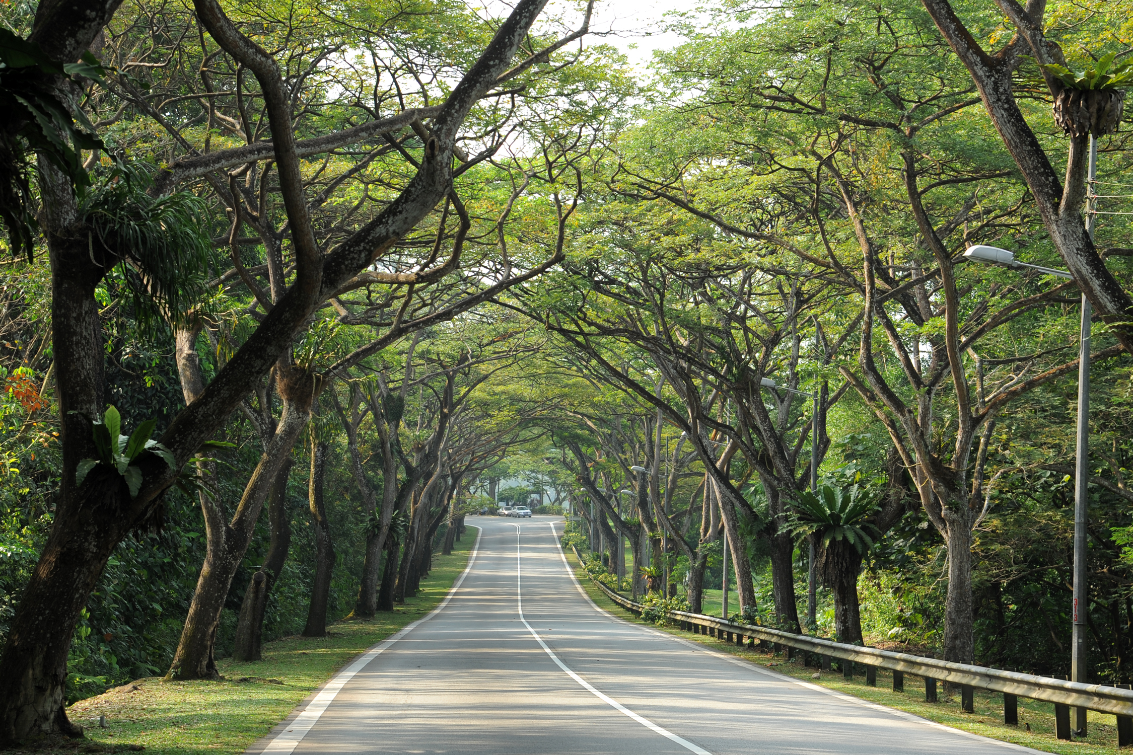 Mandai Road