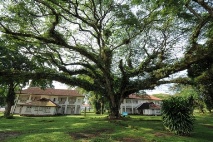 Heritage Tree