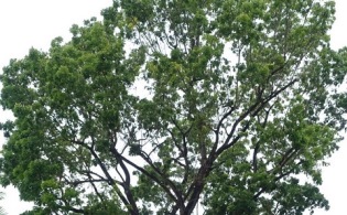 Broad-leafed Mahogany