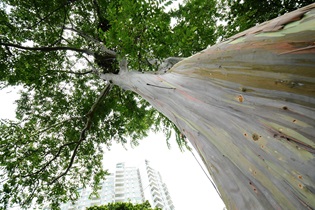 Rainbow Eucalyptus (Eucalyptus deglupta) at Katong Park
