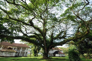 Rain Trees (Samanea saman) at Old Birdcage Walk