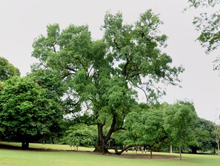 Tembusu at Singapore Botanic Gardens