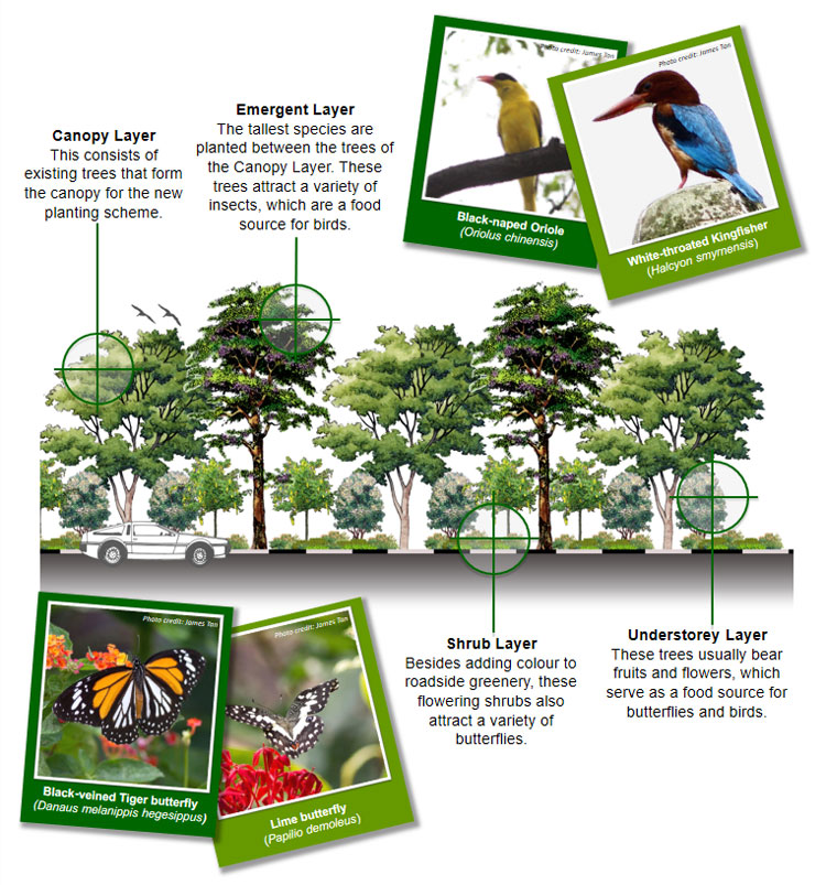 Nature Ways - Gardens, Parks & Nature - National Parks Board (NParks)
