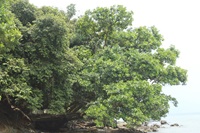 penaga laut