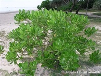 sea lettuce
