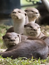 smooth coated otter
