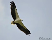white bellied sea eagle
