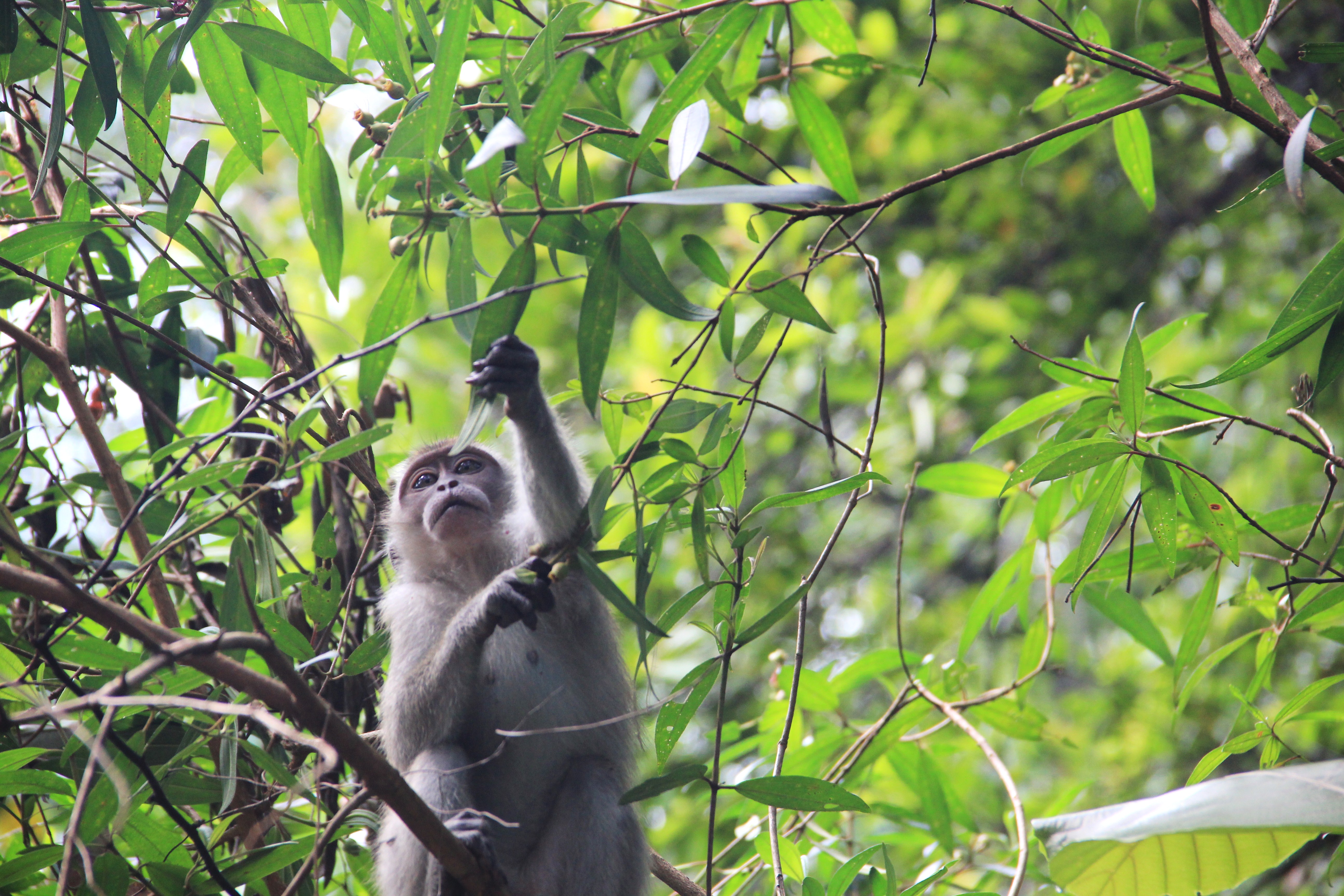 Long-tailed Macaque