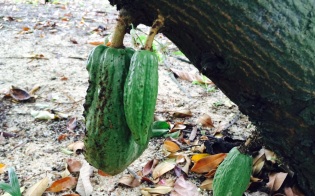 Fruit of the cacao tree