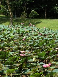Ang Mo Kio Town Garden West dragonflies