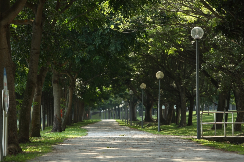 Bedok Reservoir Park trees