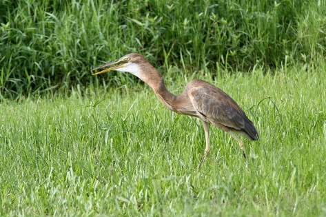 Purple Heron 