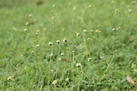 wildflowers