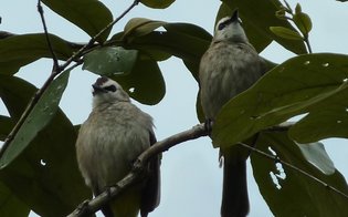 2 yellow vented bulbuls