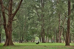 Casuarina walk