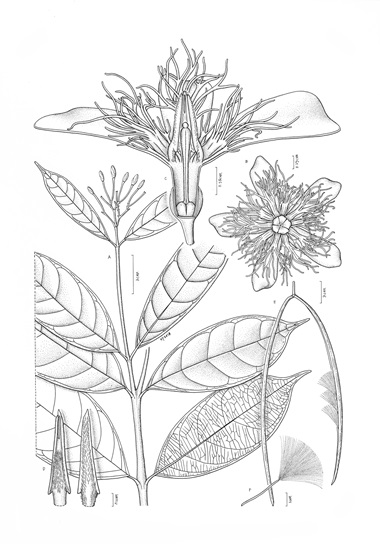 Wrightia Leaves by Loh Xiang Yun