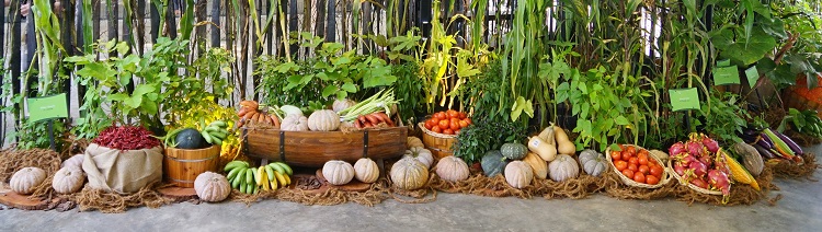 community garden festival