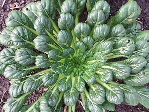 tatsoi mustard