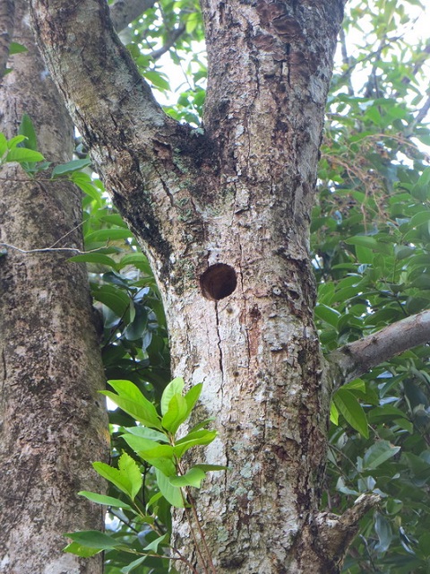 Flying Squirrel Image