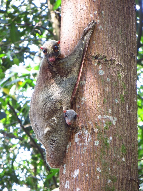Flying Squirrel Image