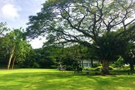 Golden Garden Gallery