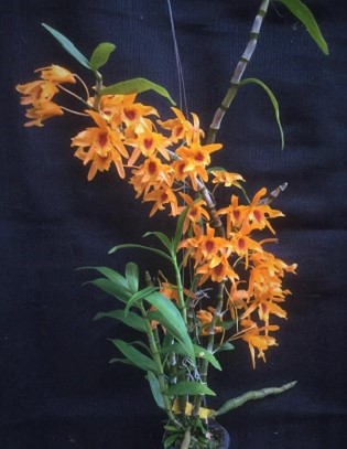 orchid