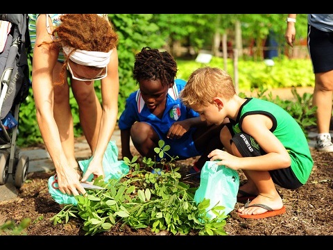vegetables harvesting