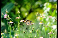Butterfly Garden