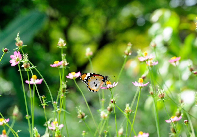 Butterfly Garden