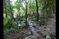 Native Garden