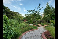 Pollinator Friendly Edible Garden