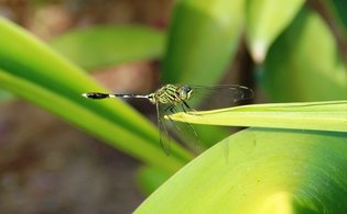 orthetrum sabina dragonfly