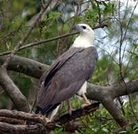 White Bellied Sea Eagle