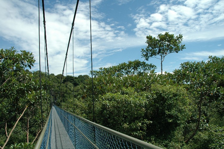 Escape the City and Get Lost at HSBC Tree Top Walk in Singapore