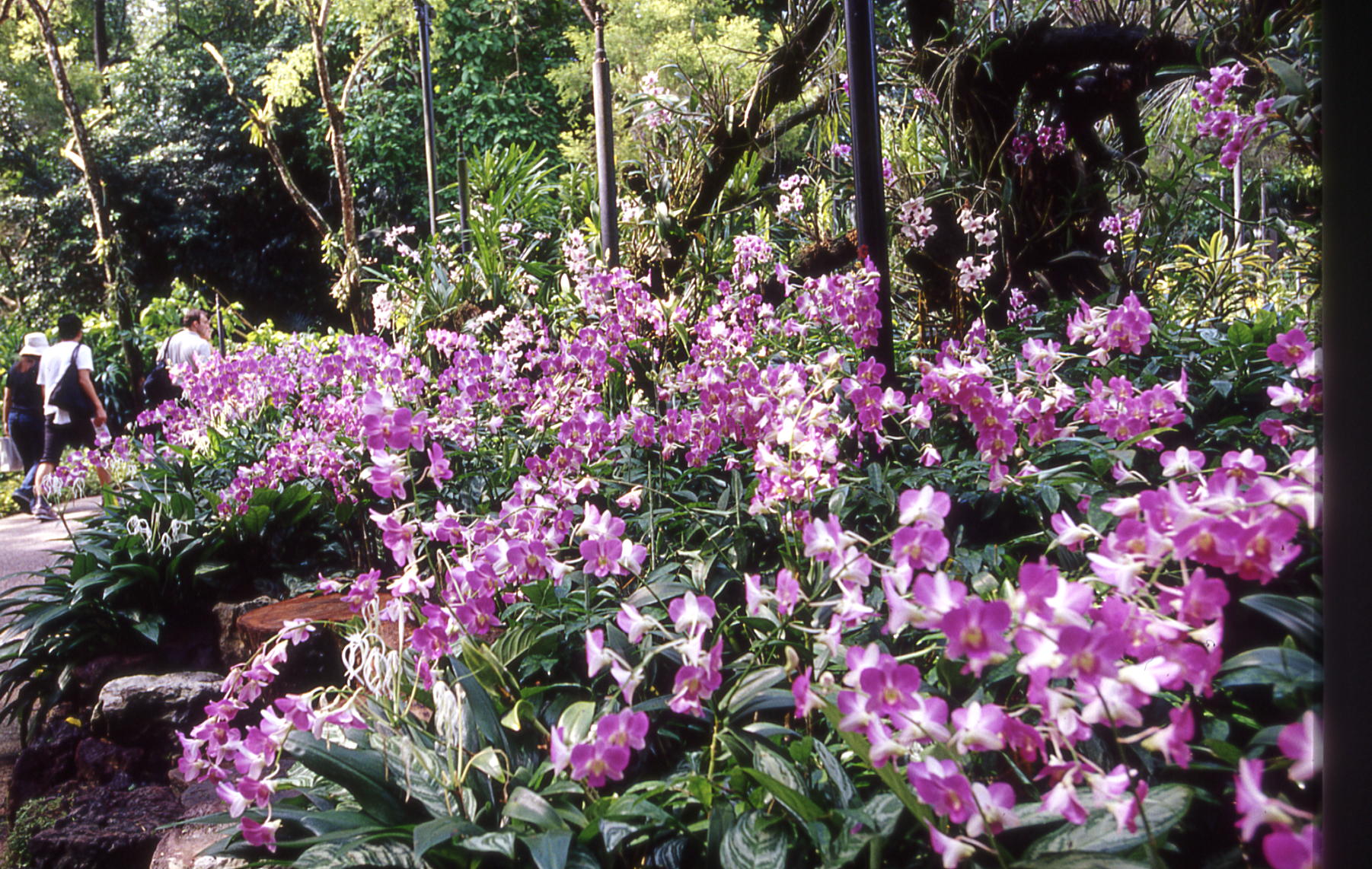 singapore botanic gardens flowers