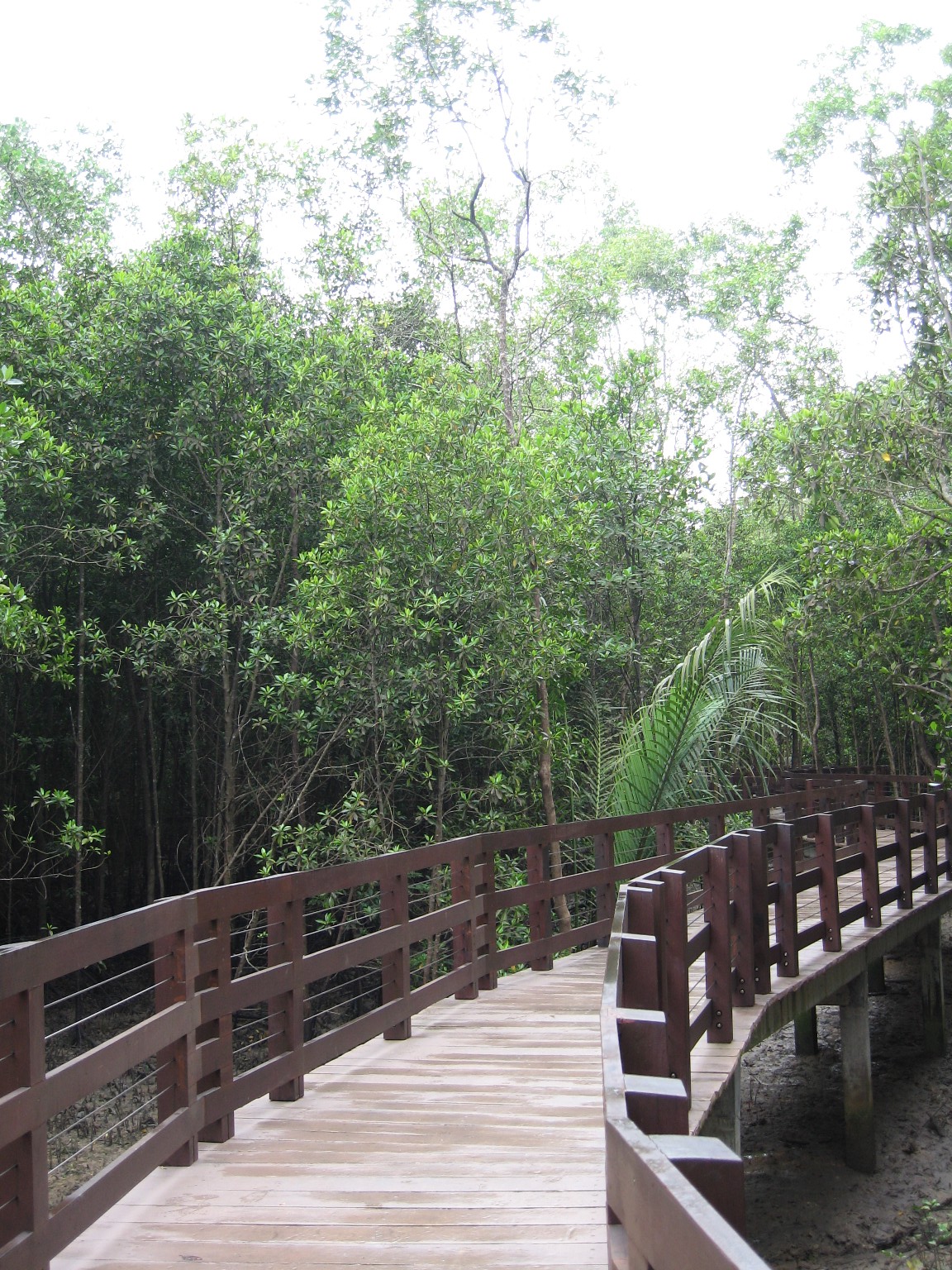 pasir-ris-mangrove-boardwalk-(1).jpg