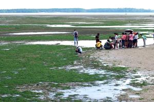 Chek Jawa Guided Tour