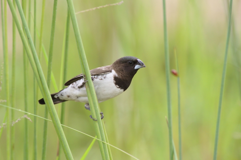 Bird at Punggol Waterway Park