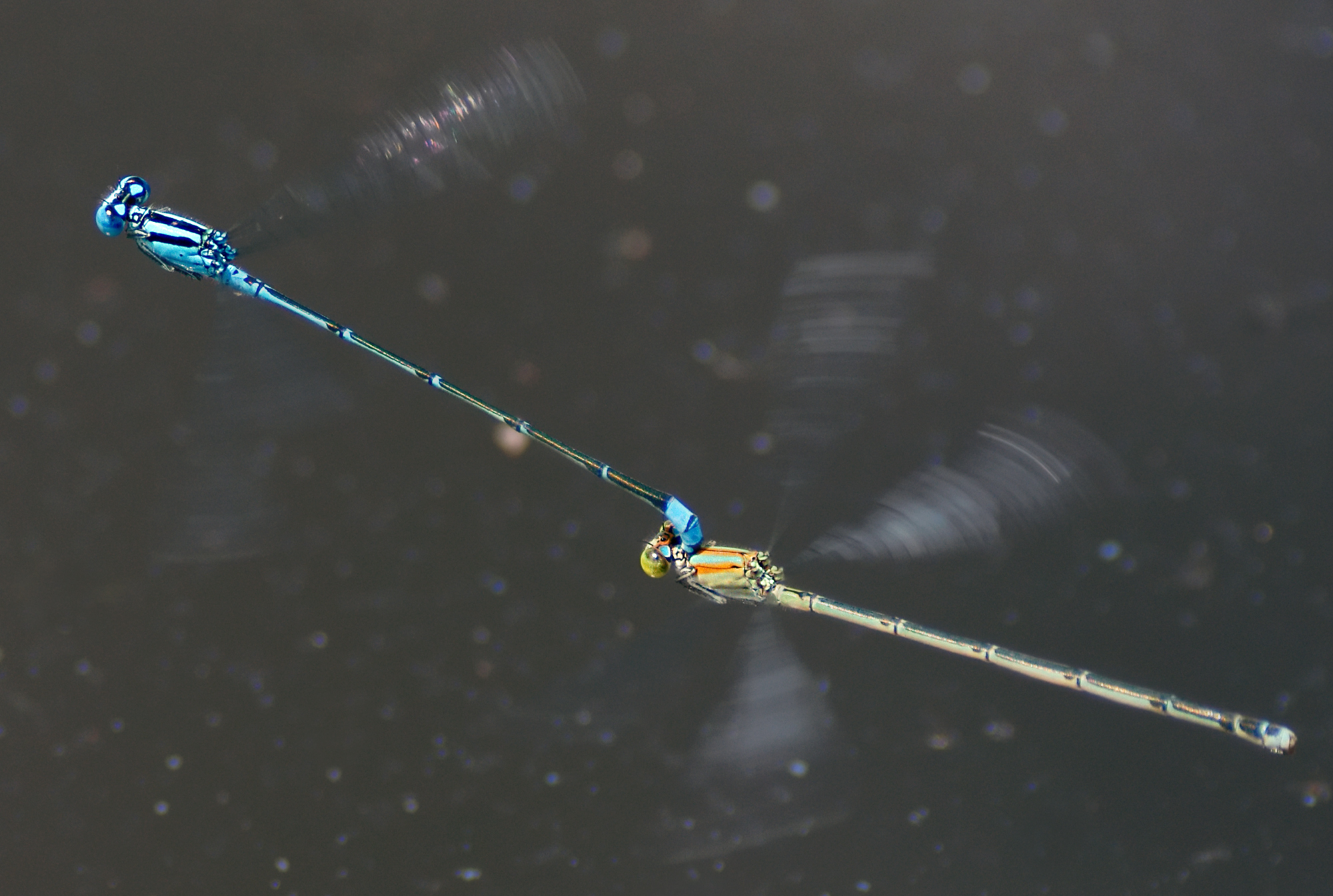Damselfly