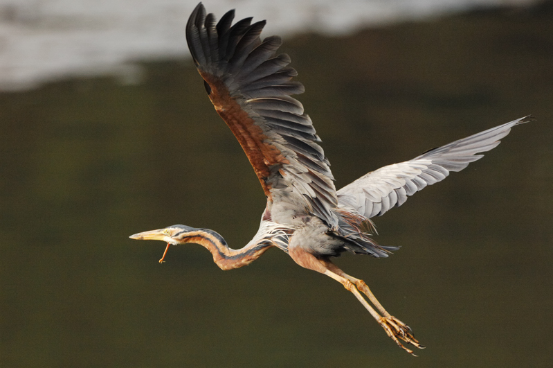 Purple Heron