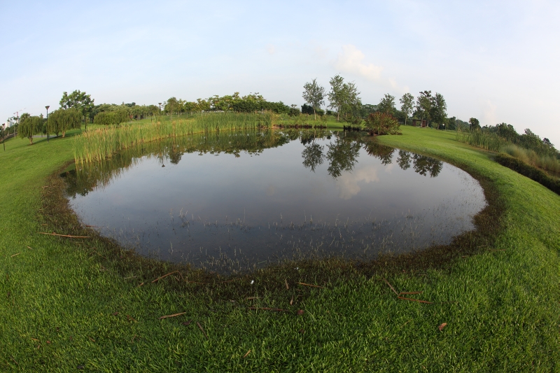 Photography view of Constructed wetlands at Sengkang Riverside Park