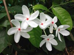 Kopsia singapurensis