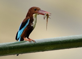 White-throated Kingfisher