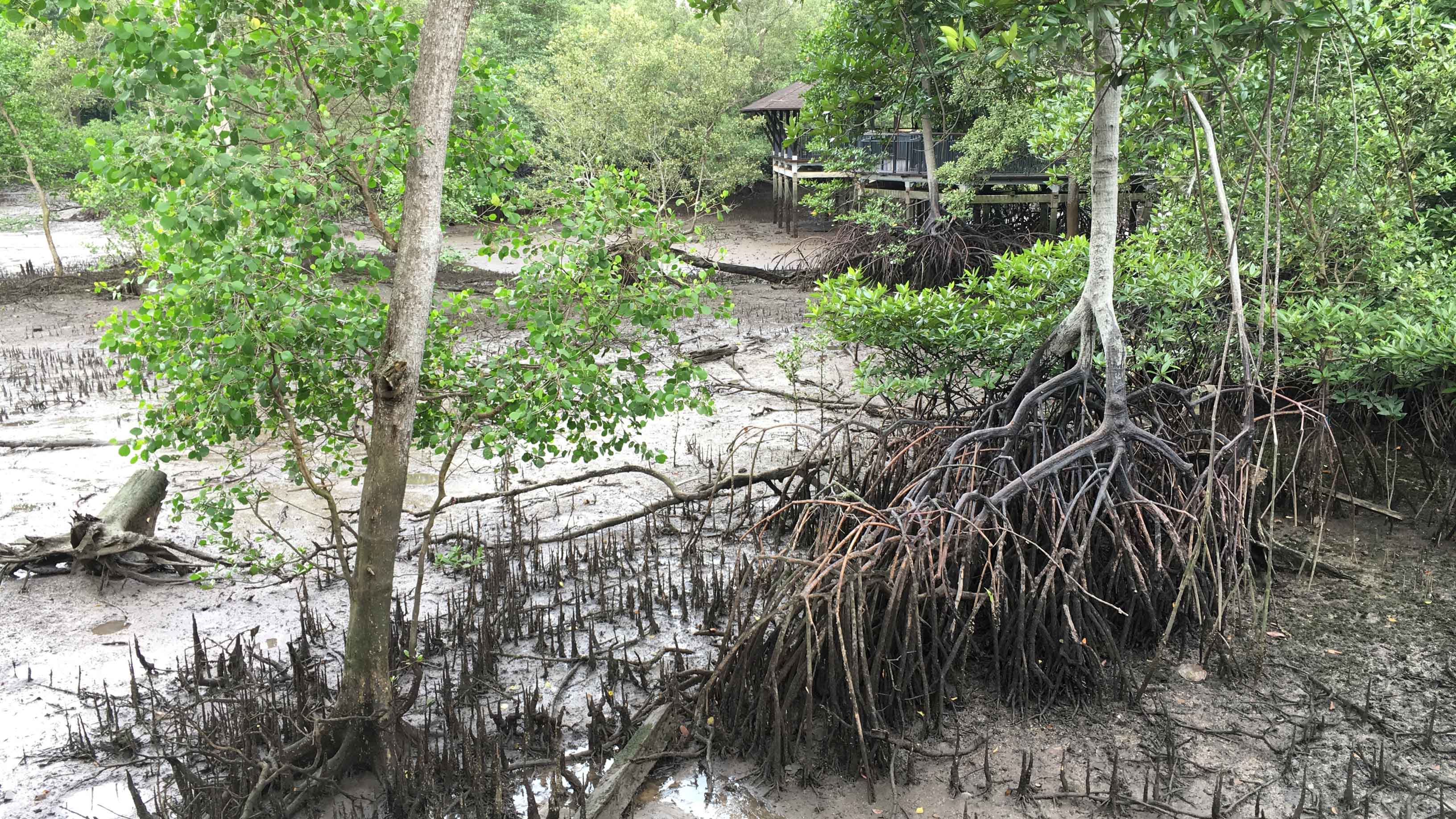 sungei buloh wetland reserve parks nature reserves gardens