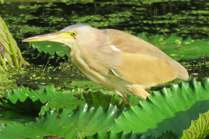 Discover the Beauty of Kranji Marshes Park: SGs Bird Watching Paradise