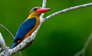 kingfisher