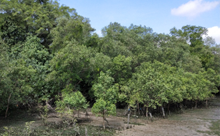 mangrove