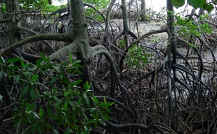 mangrove
