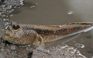 mudskipper